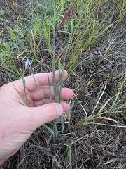 Sisyrinchium ensigerum, photograph (c) Cleveland Powell, some rights reserved (CC BY)