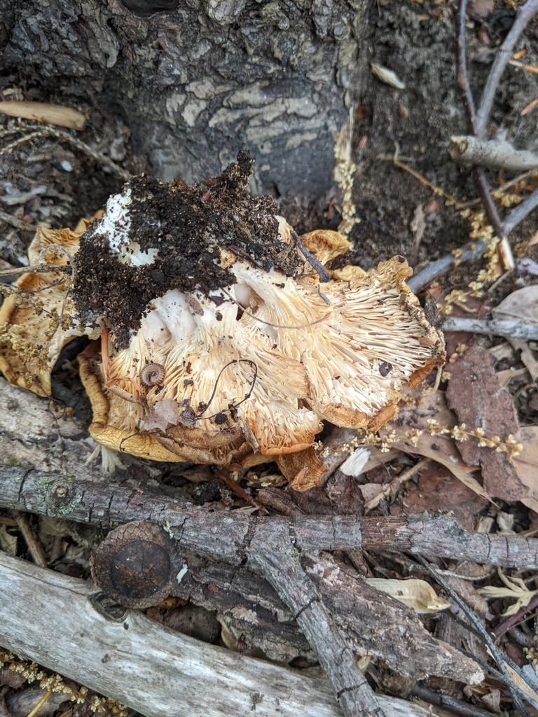 Pleurotus ostreatus · April 2026 · photo: © aftertheteacups (iNaturalist, cc-by)