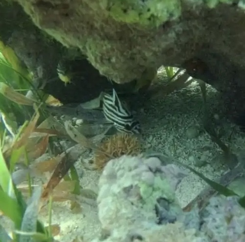 Pareques acuminatus