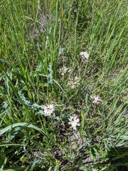Allium haematochiton