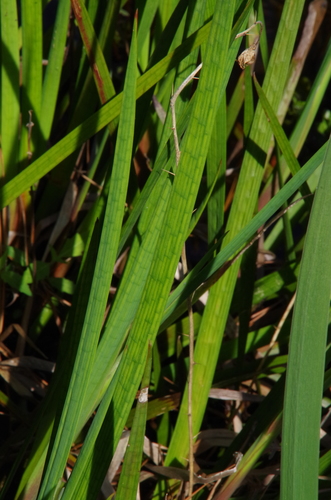 Manyhead rush (Juncus polycephalus)
