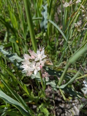 Allium haematochiton