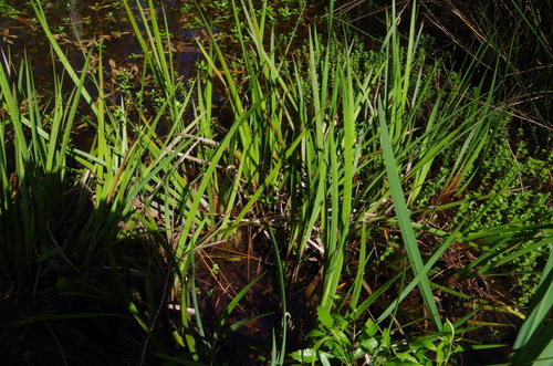 Image of Juncus polycephalus by (c) Eric Knight, some rights reserved (CC BY)
