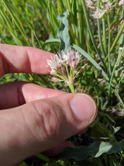 Allium haematochiton
