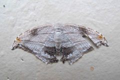 Morphomima fulvitacta