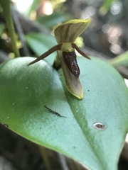 Pleurothallis killipii