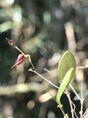 Lepanthes clausa
