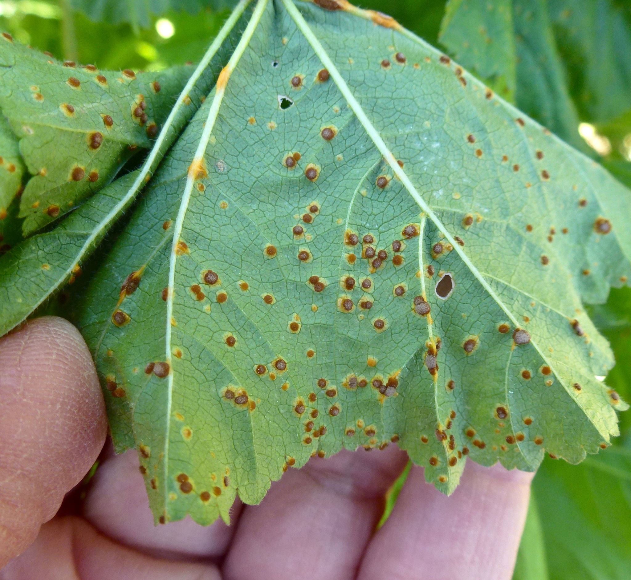 Puccinia malvacearum image