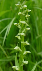 Platanthera convallariifolia