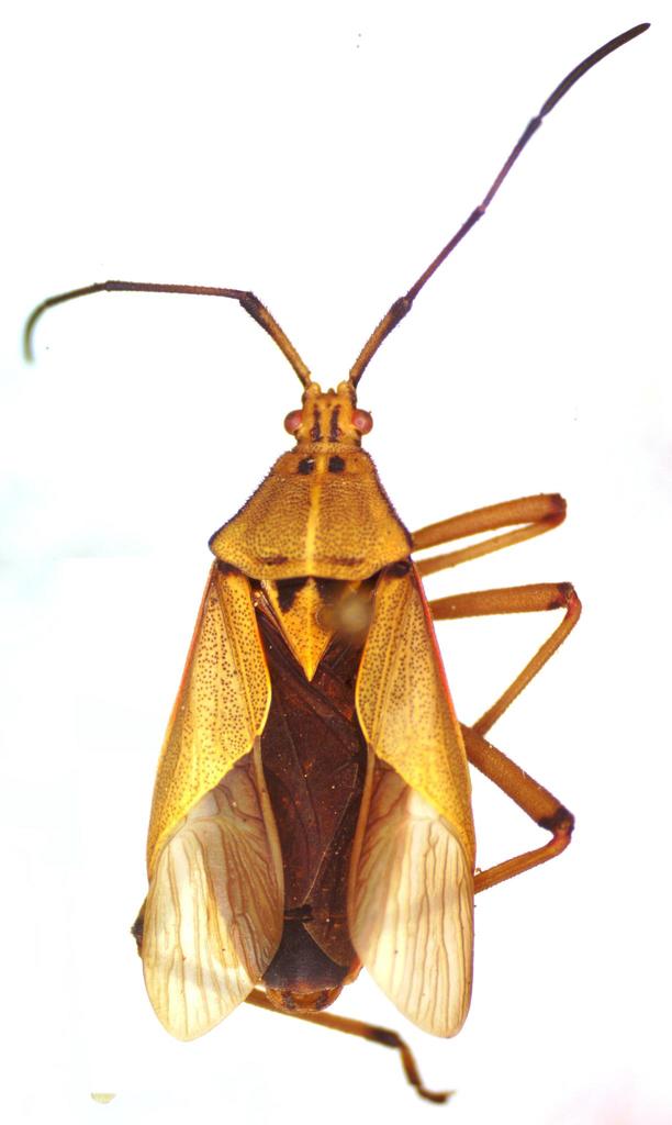 Nyttum punctatum