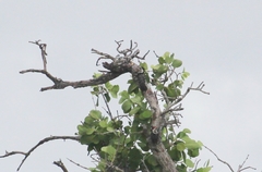 Dendrocopos analis