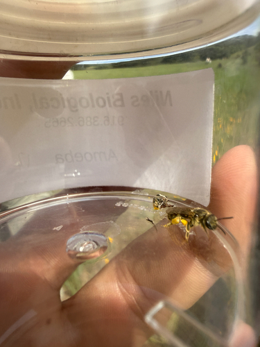 iNaturalist observation photo of Bees