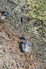 Cryptoblepharus poecilopleurus