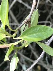 Valeriana clematitis