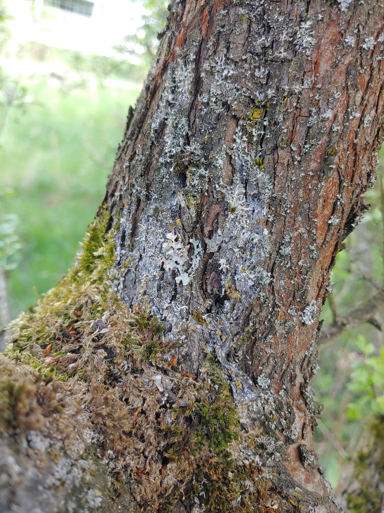 Athelia arachnoidea · April 2026 · photo: © valeriidarmostuk (iNaturalist, cc-by)