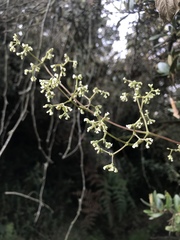 Valeriana clematitis