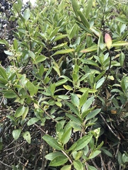 Valeriana clematitis