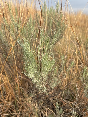 sand sagebrush