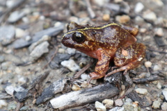 Eupsophus emiliopugini