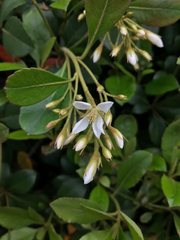 Magnoliopsida