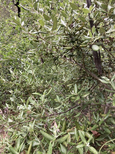 Garrya veatchii, photograph 6