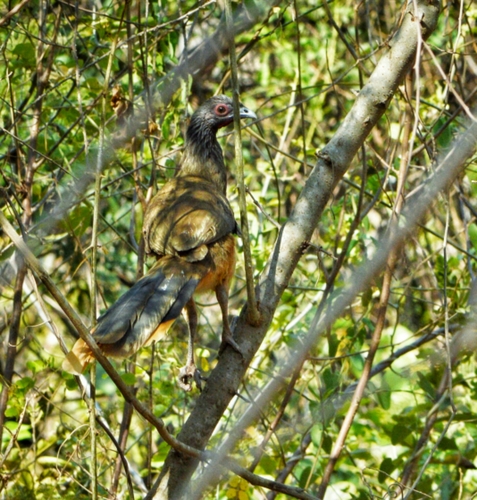 Ortalis poliocephala