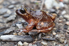 Eupsophus emiliopugini