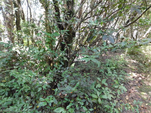 Coprosma tenuifolia observed 2026-04-03