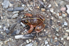 Eupsophus emiliopugini