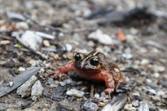 Eupsophus emiliopugini