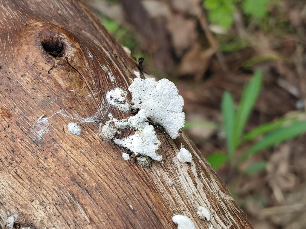 Schizophyllum commune · April 2026 · photo: © valeriidarmostuk (iNaturalist, cc-by)