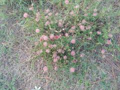 Noticastrum diffusum