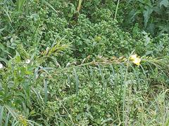 Ludwigia longifolia