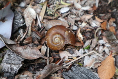 Macrocyclis peruvianus
