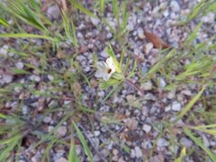 Linanthus bigelovii
