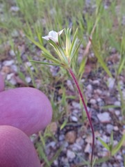 Linanthus bigelovii