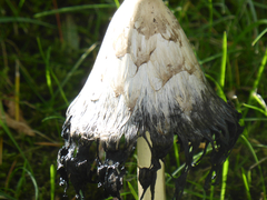 Coprinus comatus