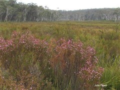Boronia deanei