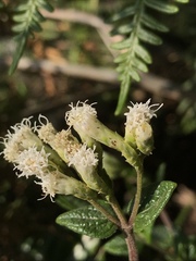 Chromolaena bullata