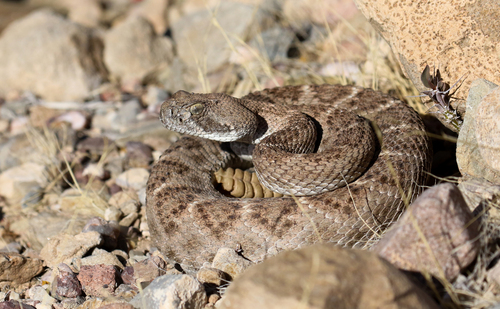 Western Diamond-backed Rattlesnake