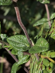 Chromolaena bullata