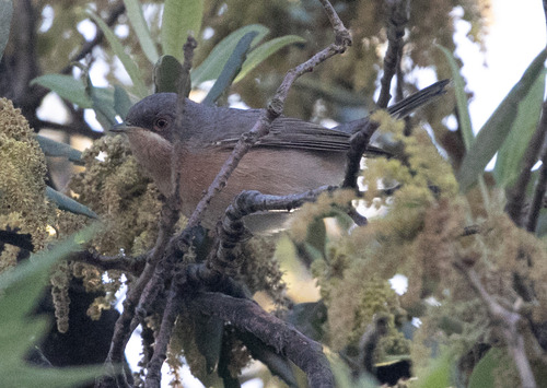 Moltoni's Warbler (Curruca subalpina)
