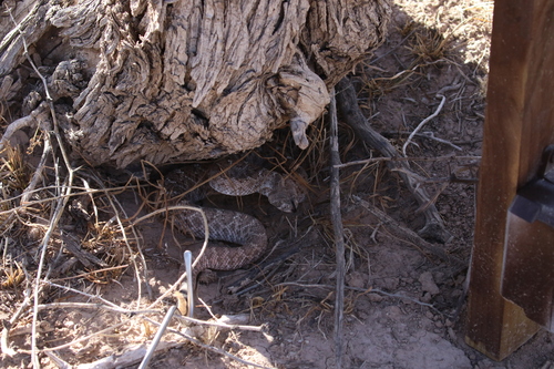 Western Diamond-backed Rattlesnake