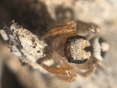 Habronattus icenoglei