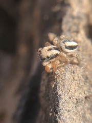 Habronattus icenoglei