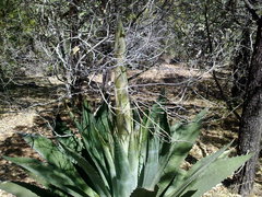 Agave inaequidens inaequidens
