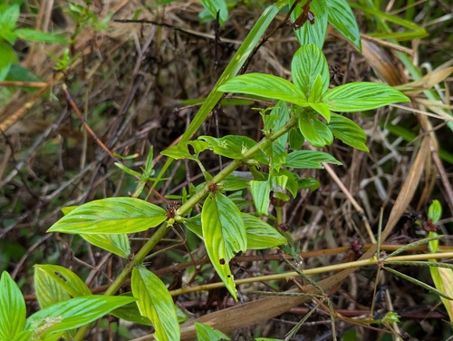 Hexasepalum sarmentosum observed 2026-04-24