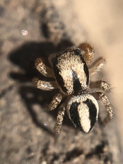 Habronattus icenoglei
