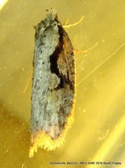 Semioscopis packardella