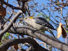 Melanerpes aurifrons